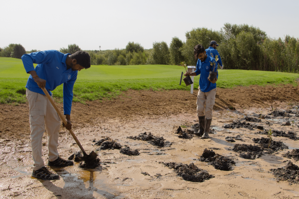 Agronomy team at Al Zorah Golf Club planting mangrove trees