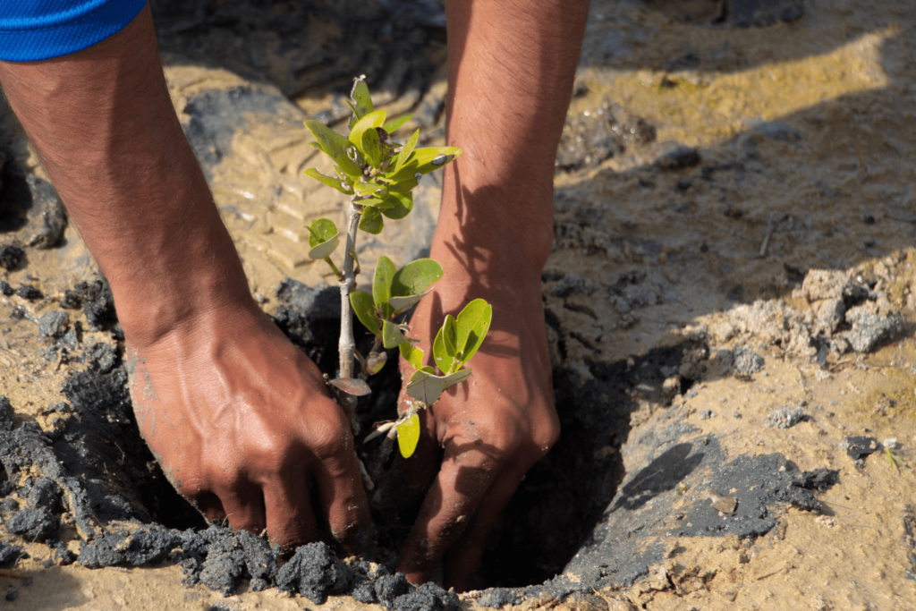 Close Up of agronomy team at Al Zorah Golf Club planting mangrove trees