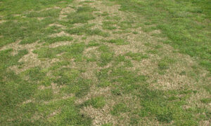 clumpy poa and bermuda