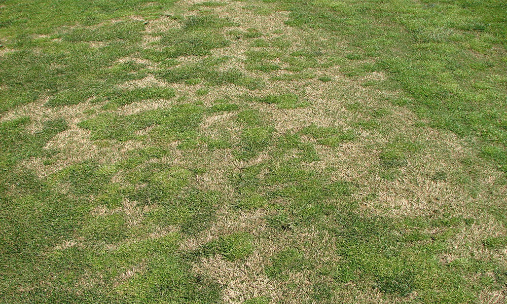 clumpy poa and bermuda