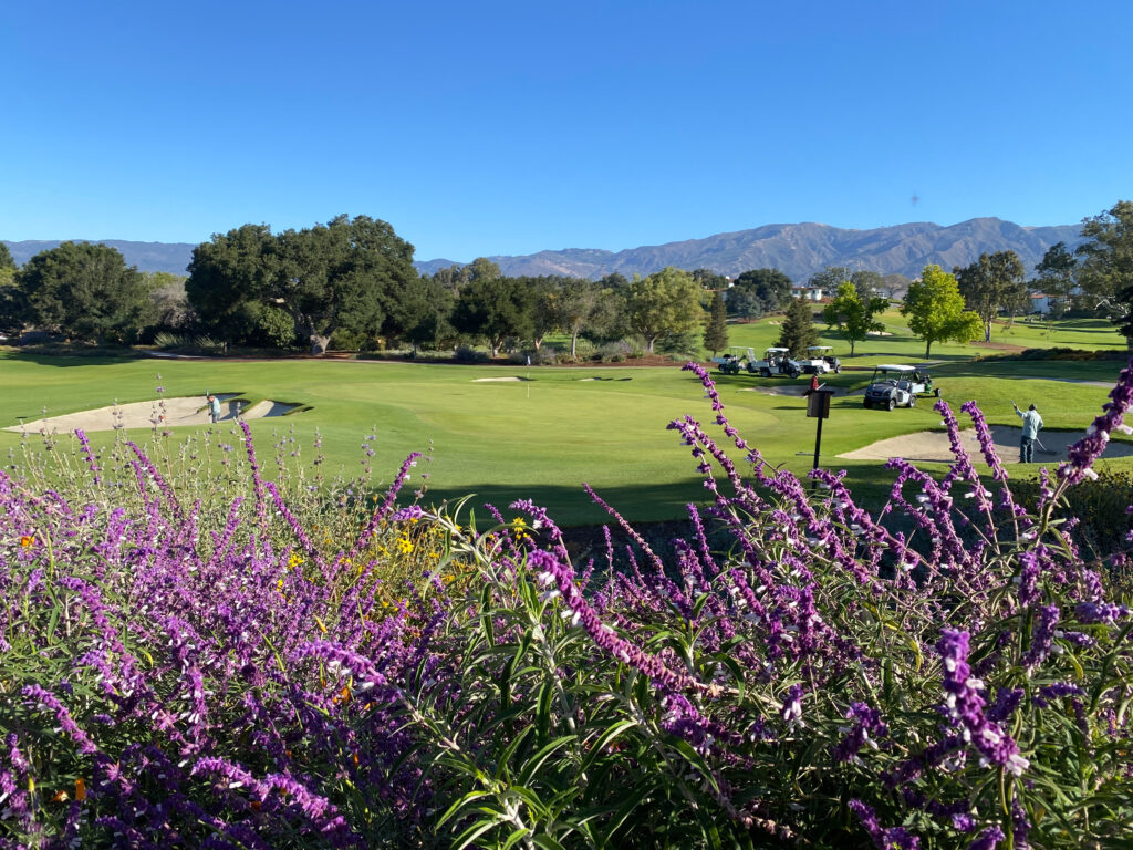 Native - LaCumbre Poppies La Cumbre Country Club Santa Barbara, California