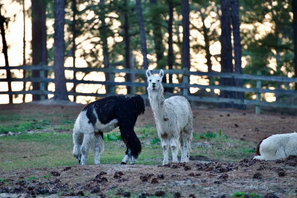 Talamore logo and clubhouse filled with llama-themed merchandise, llamas are a focal point for this course