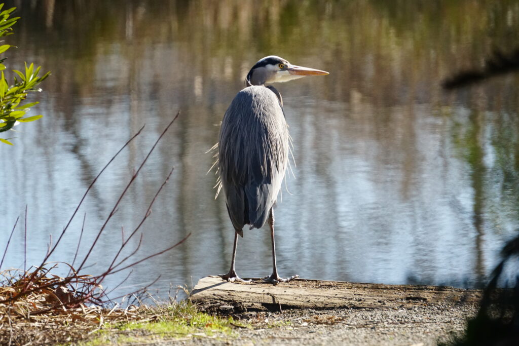 Great Blue Heron Magnuson Park Seattle