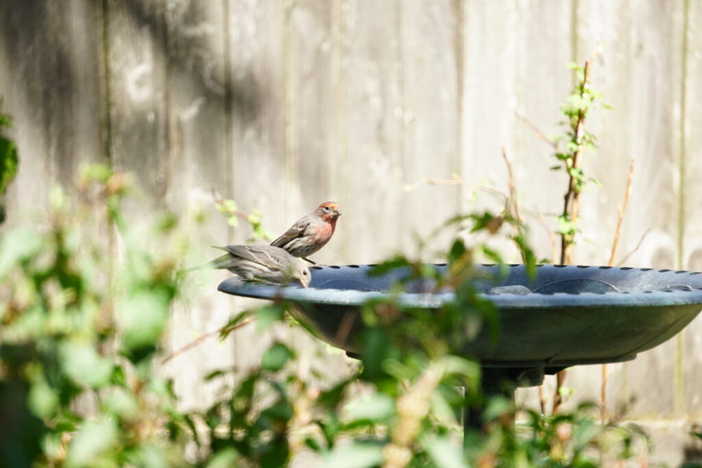 House Finches in Bird Bath