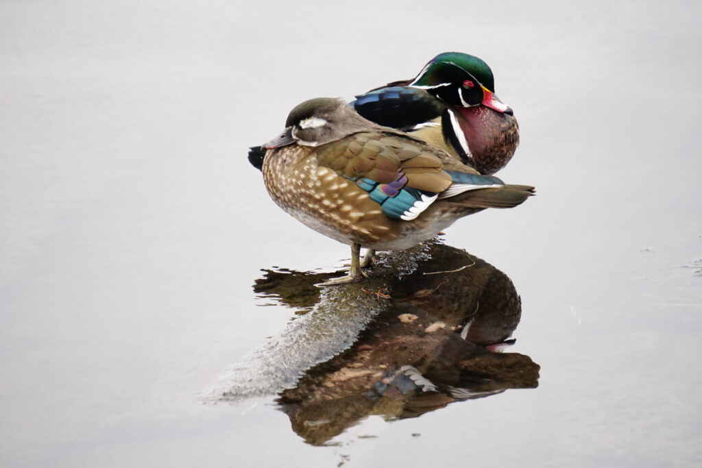 Male and Female Wood Ducks on Juanita Bay in Washington