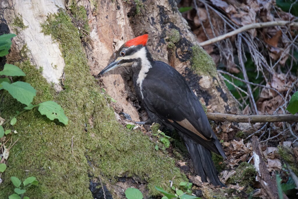 Pileated Woodpecker Ravenna Park Seattle