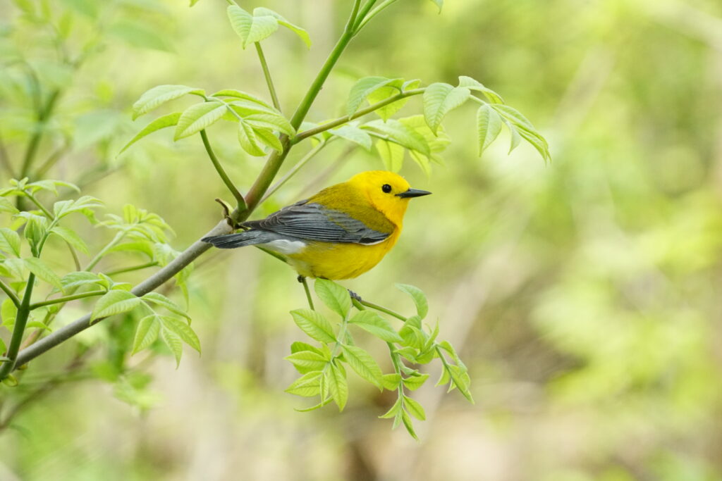 Prothonotary Warbler Ohio