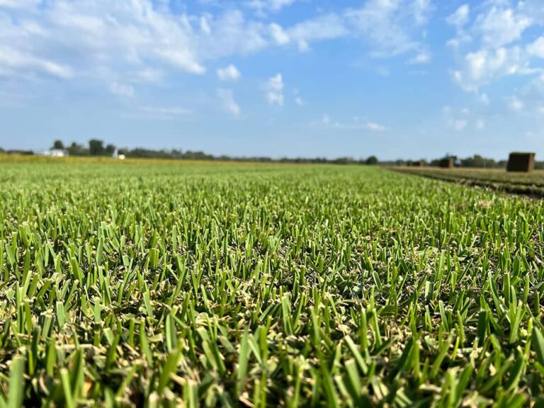 CitraBlue® St. Augustinegrass Field at Riebeling Farm in September 2022.