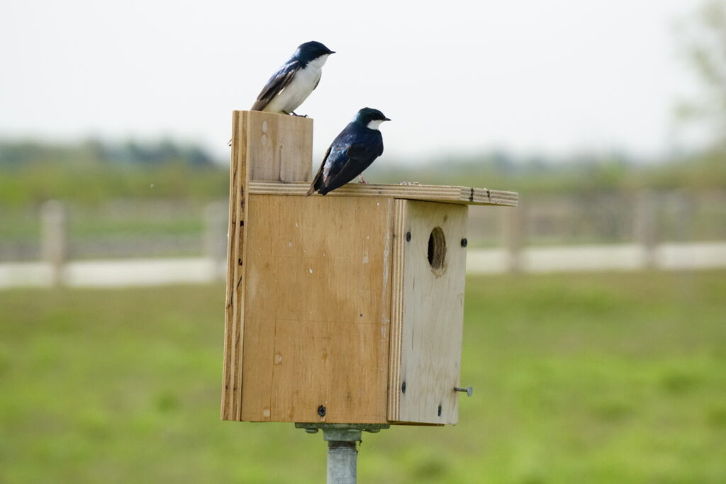 Tree Swallows with Box at Howard Park Marsh Ohio