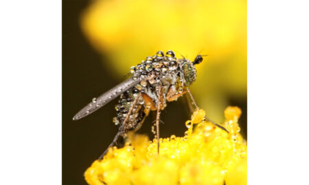 Best Photograph Winner: Dolichopus comatus (long-legged fly), University of Maryland Golf Course, MD (Photo credit: Adrienne van den Beemt)