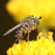 Best Photograph Winner: Dolichopus comatus (long-legged fly), University of Maryland Golf Course, MD (Photo credit: Adrienne van den Beemt)