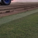 Craft Turf Farms Tahoma 31 Bermudagrass