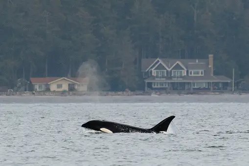 Orca Breaching in Puget Sound