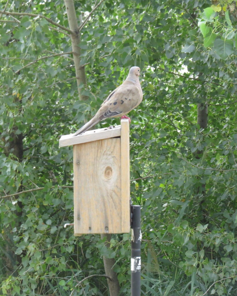 Skyway Golf Course birdbox