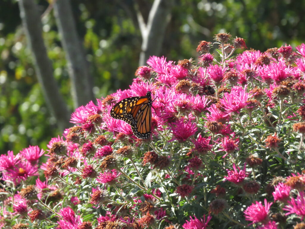 Skyway Golf Course  monarch Butterfly