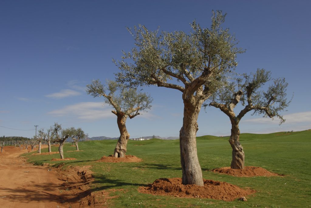 Olive tree plantation project at Costa Navarino