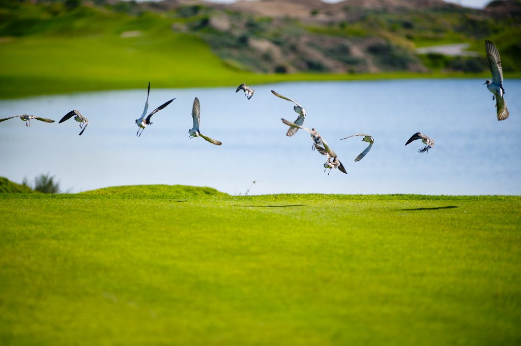 birds flying over Al Mouj Golf Course