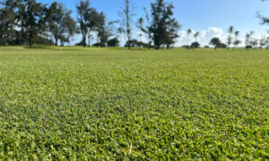 Pure Dynasty with ACCe Pure-Seed Atlas Turf International