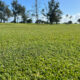 Pure Dynasty with ACCe Pure-Seed Atlas Turf International