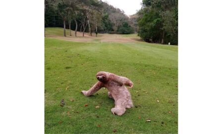 Best Photograph Winner: La Iguana Golf Course, Puntarenas, Costa Rica – Three-toed sloth (Photo by Yaudicio Araya)