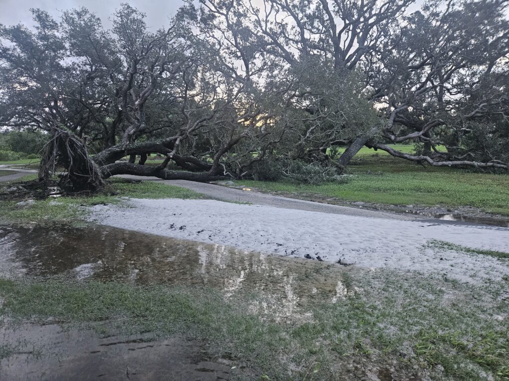 Dunedin Suffered Significant Tree Loss & Water Damage from Hurricane Milton