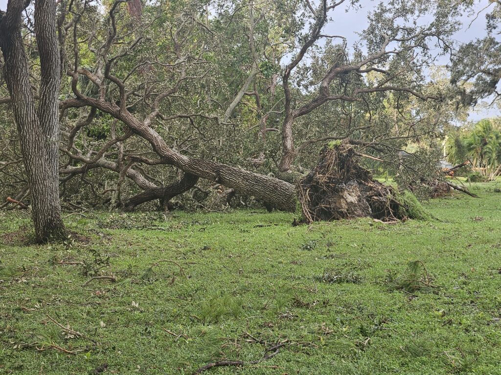 Milton's Powerful Winds Knocked this Large Tree Down at Dunedin GC