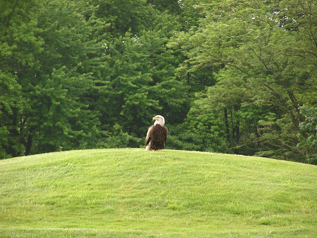 Eagle - Laurel Creek Golf Club, Mount Laurel, NJ