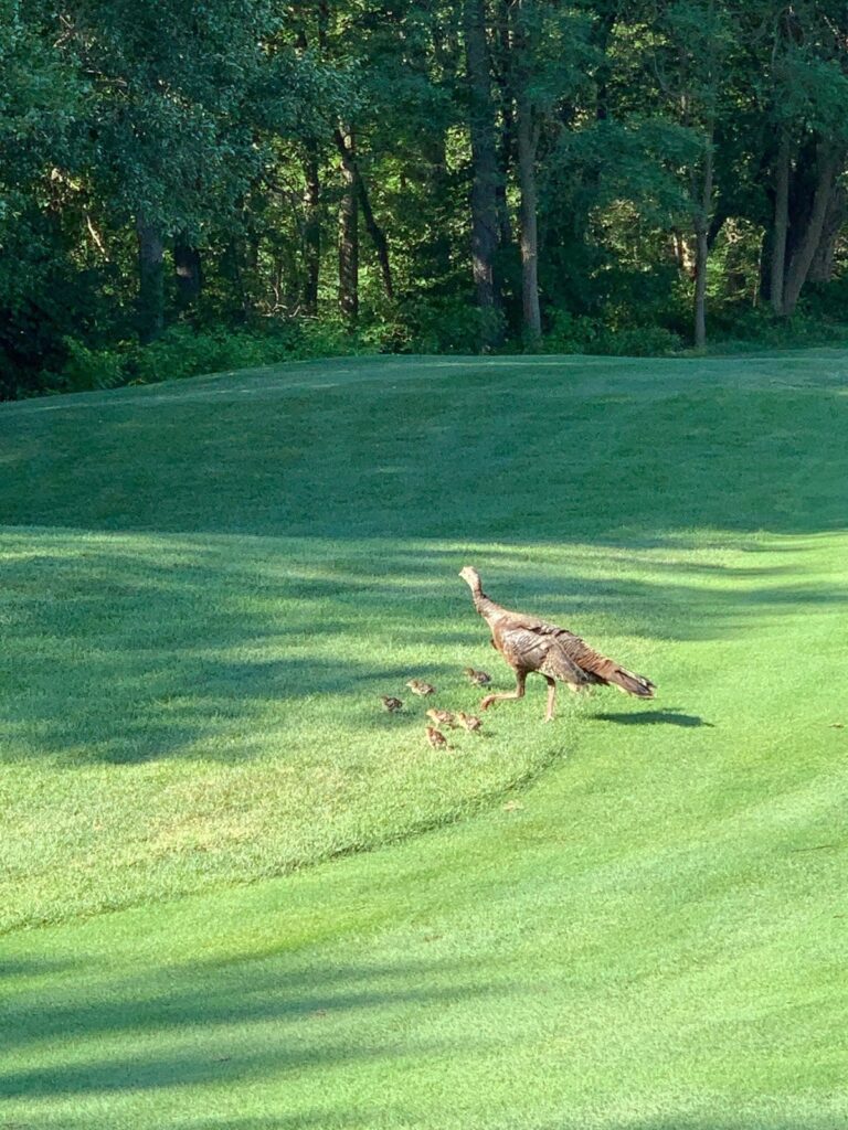 Turkeys - Laurel Creek Golf Club, Mount Laurel, NJ