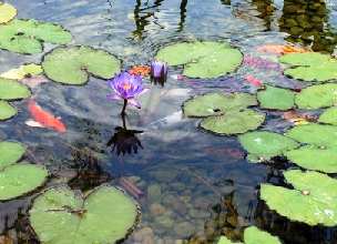 Diversified Waterscapes summer pond