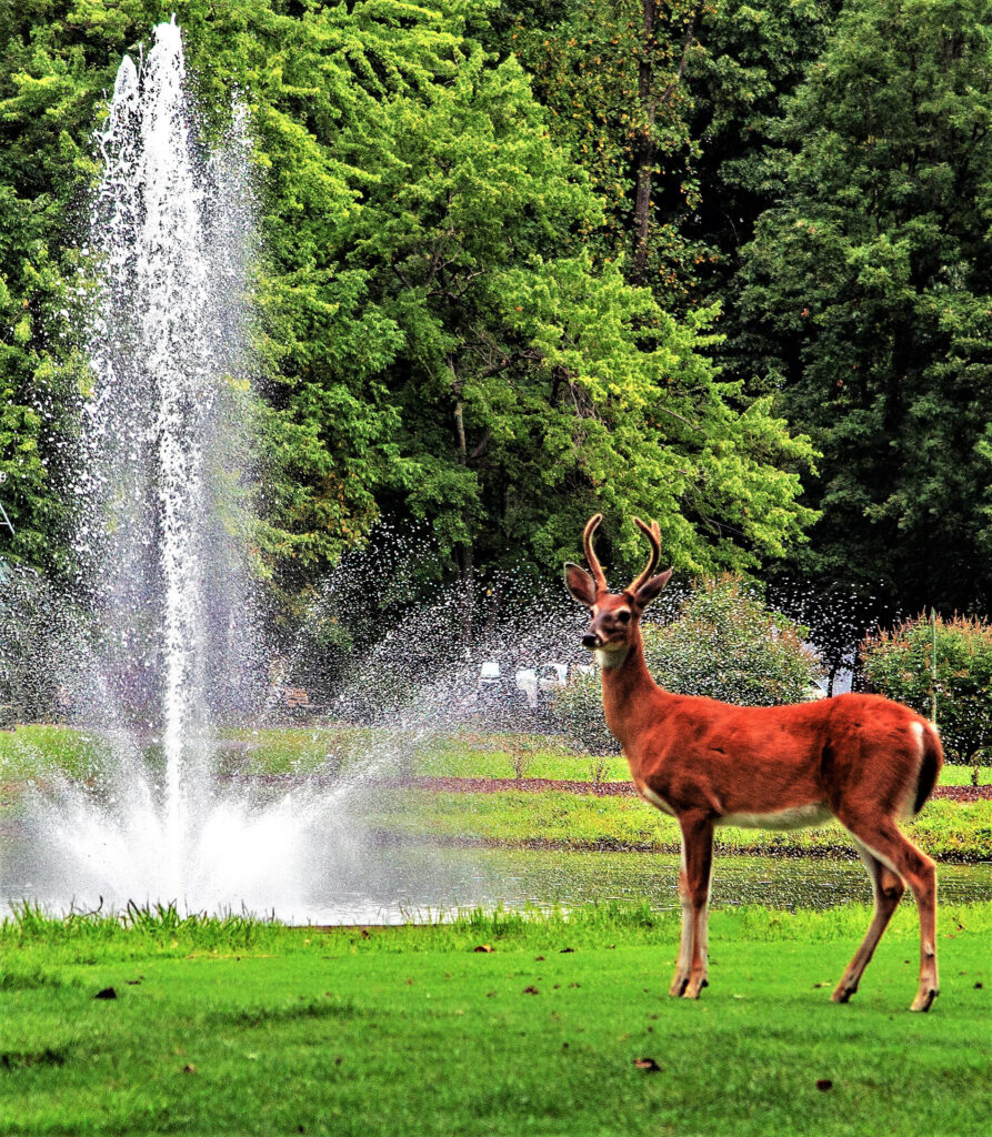 Deer and Fountain