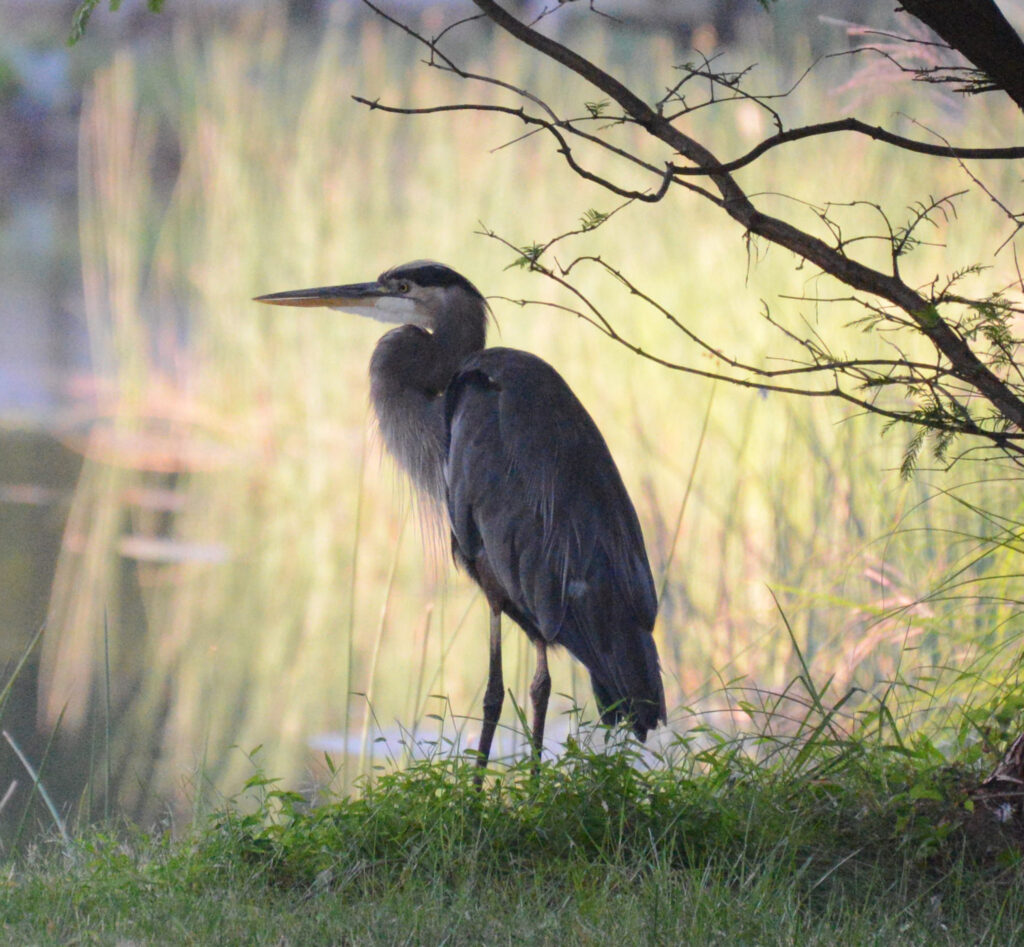 Heron