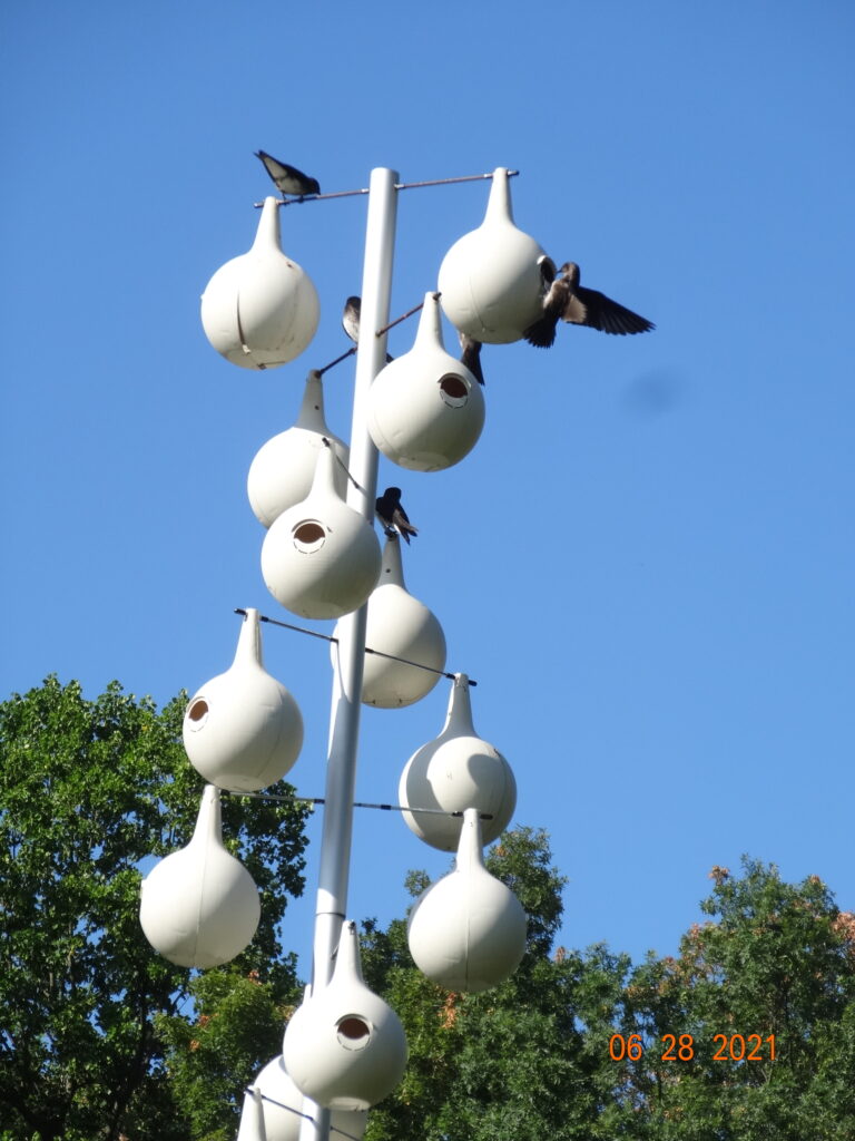 Purple Martin