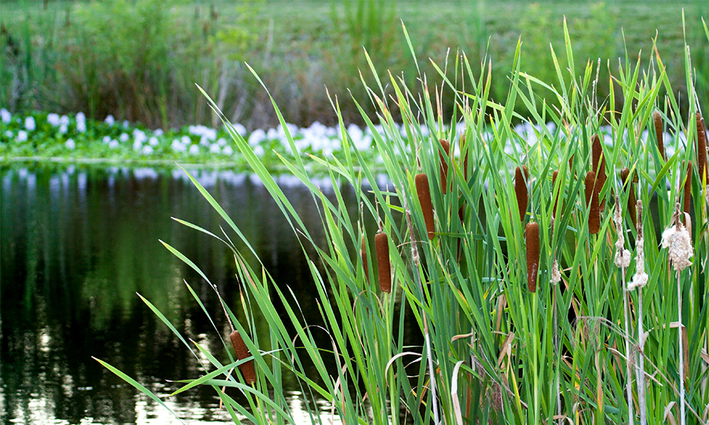 Cattails