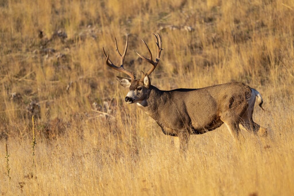 10-point Mule Deer (Rob Perry Photo)