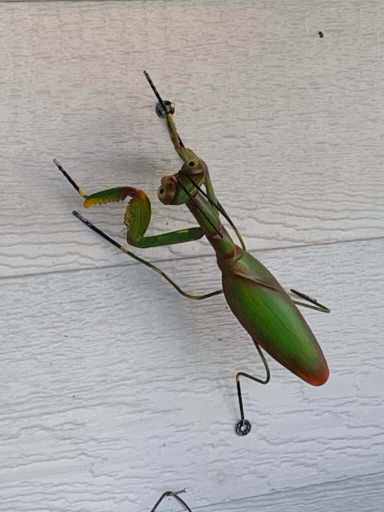 A Praying Mantis in Mike's Yard