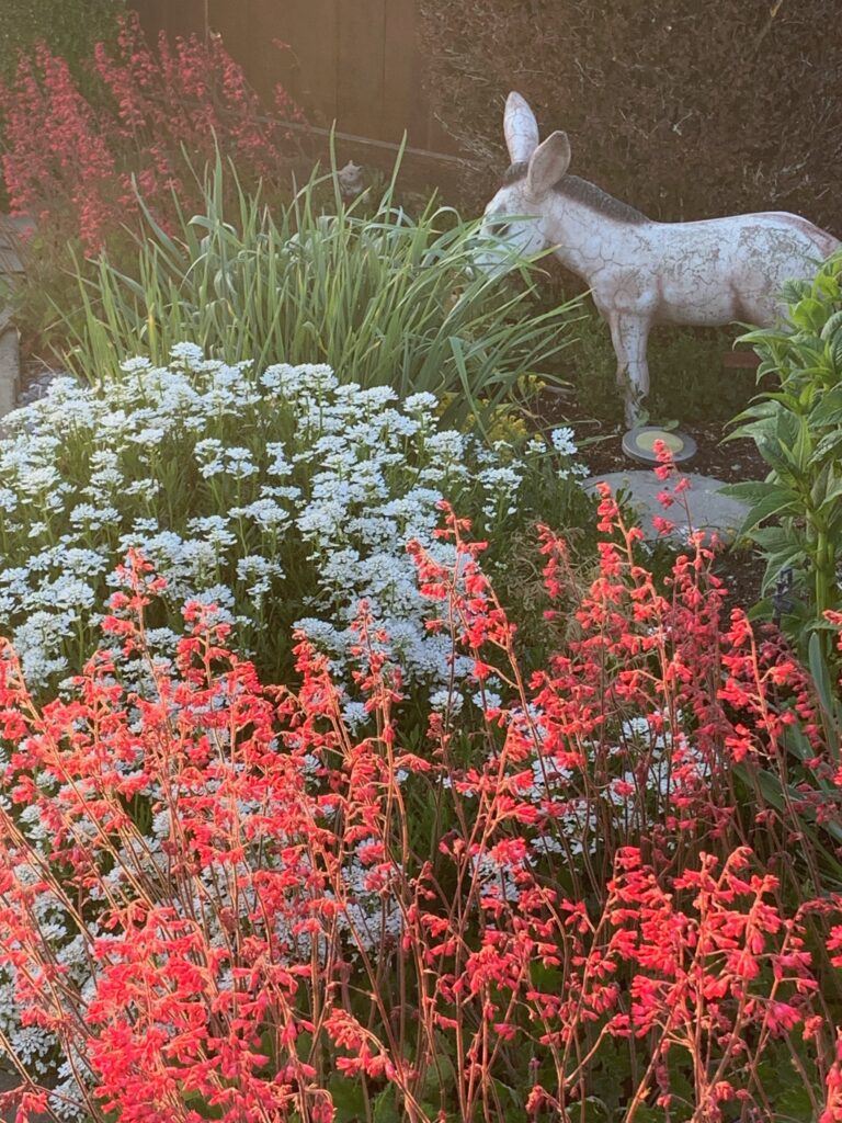 Garden in Mike's backyard