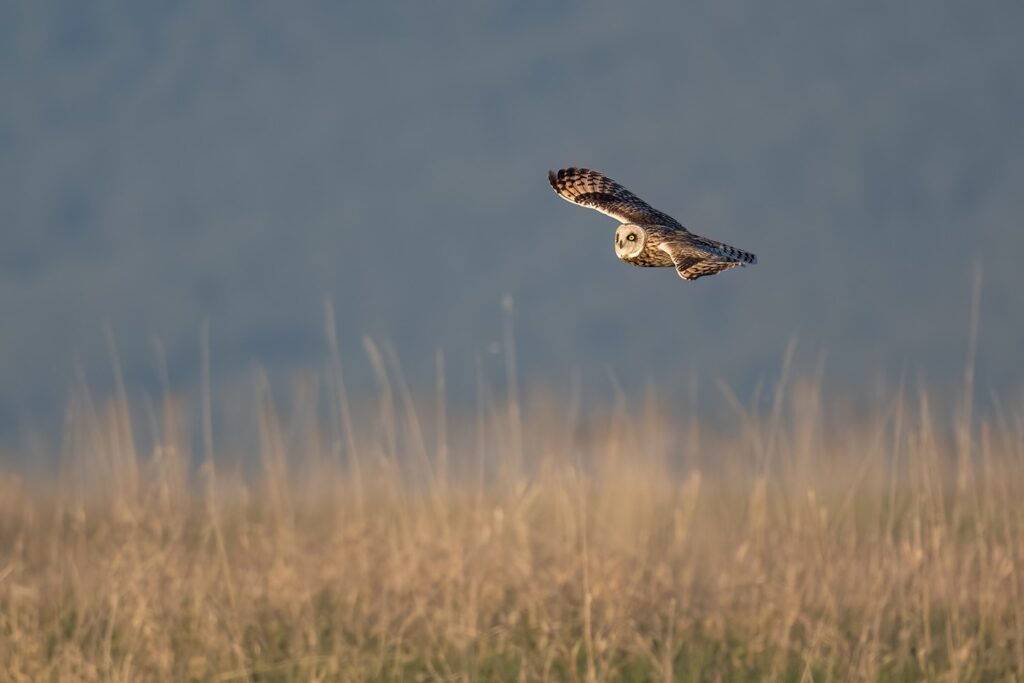 Short-Eared Owl (Rob Perry Photo)