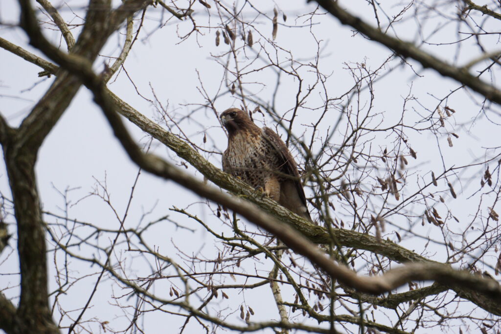 Cooper's Hawk (Photo Courtesy of Roniq Bartanen)