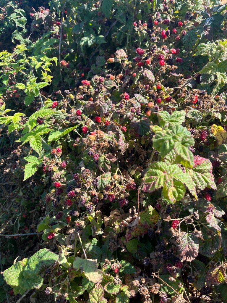 Loganberries nearing ripeness