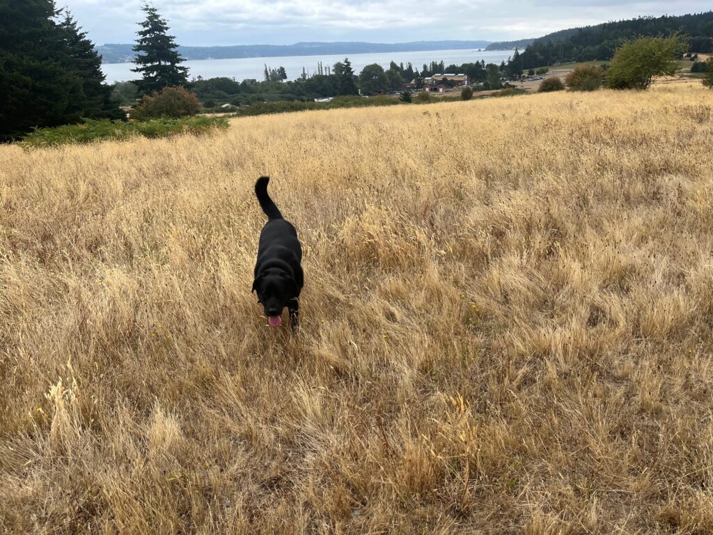 Ruby on ridge at Dog park