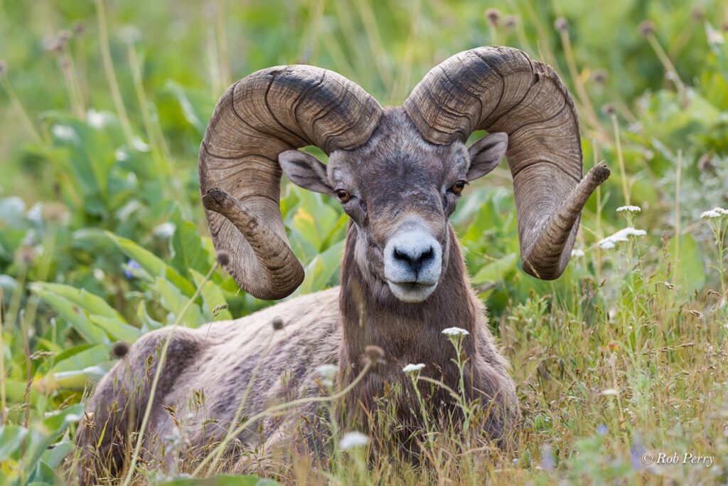 Bighorn Ram -Montana