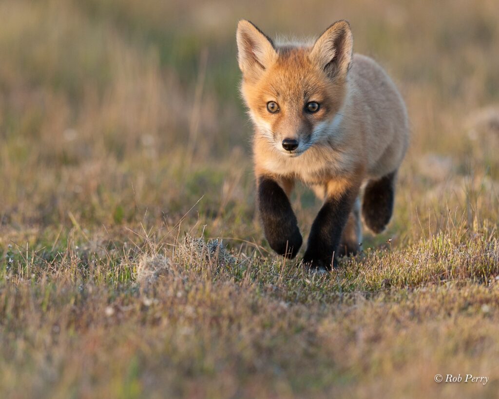 Red Fox Pup - San Juan Island, Wash.
