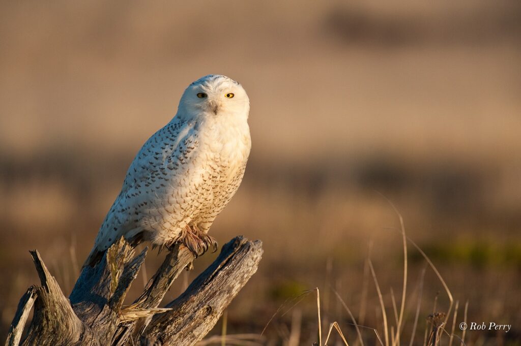 Snowy Owl - Ocean Shores, Wash.