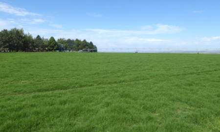 Yukon Bermudagrass Turf Production Field
