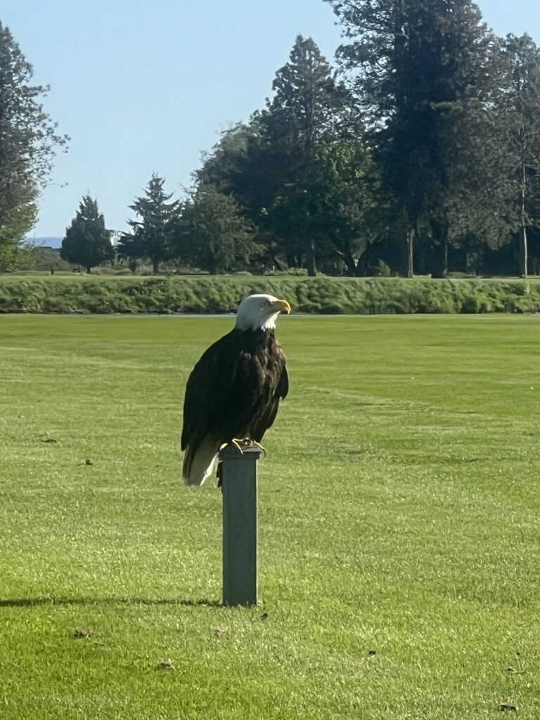 Bald Eagle at UBCC (courtesy of Blane)