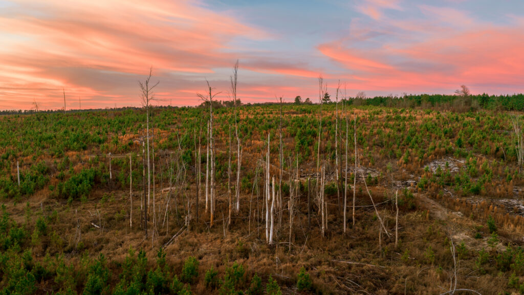 Candyroot Landscape (Credit_ Billy Richards for Candyroot Lodge)